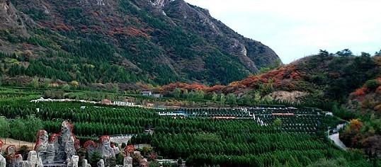 景仰园骨灰林在哪个地方？好不好？