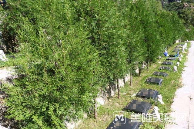 北京树葬有使用年限吗？北京树葬到期后怎么办